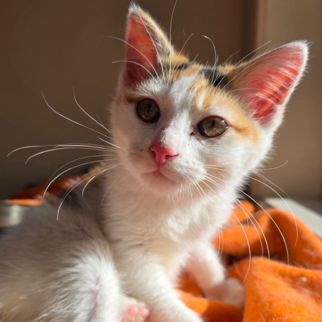 Photo of Tinkerbell