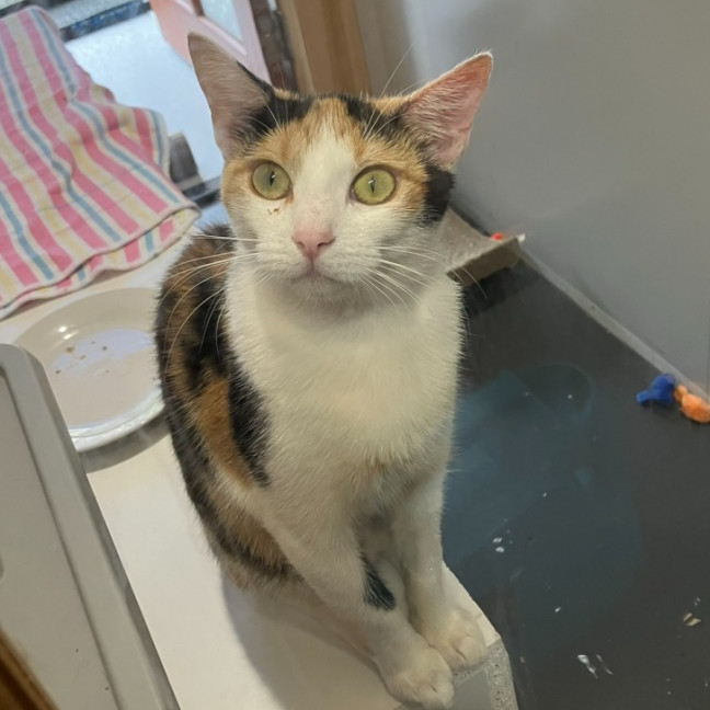 Photo of Sweetpea