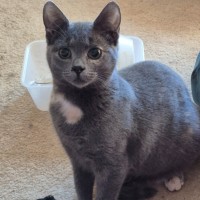 Photo of Schimmerfell ** 2nd Chance Cat Rescue**