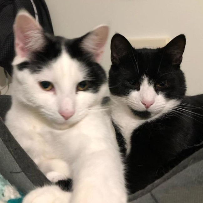 Photo of Jake & Jasper 💙