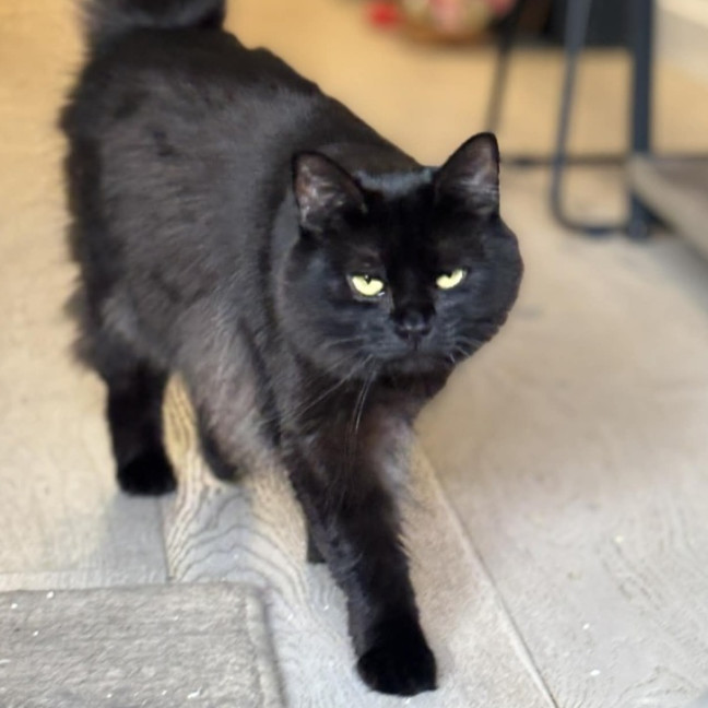 Photo of 🐈‍⬛ Annie 🐈‍⬛