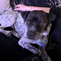 Photo of Puggles   6 Year Old Cattle X Pug