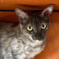 Photo of Persephone