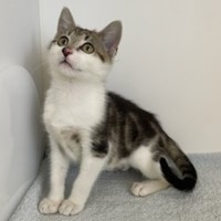 Photo of Penny