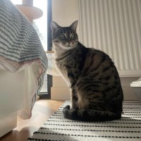 Photo of Suzie   Located In Macleod