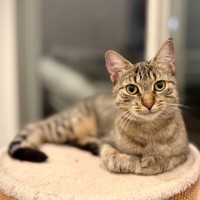 Photo of Saffron