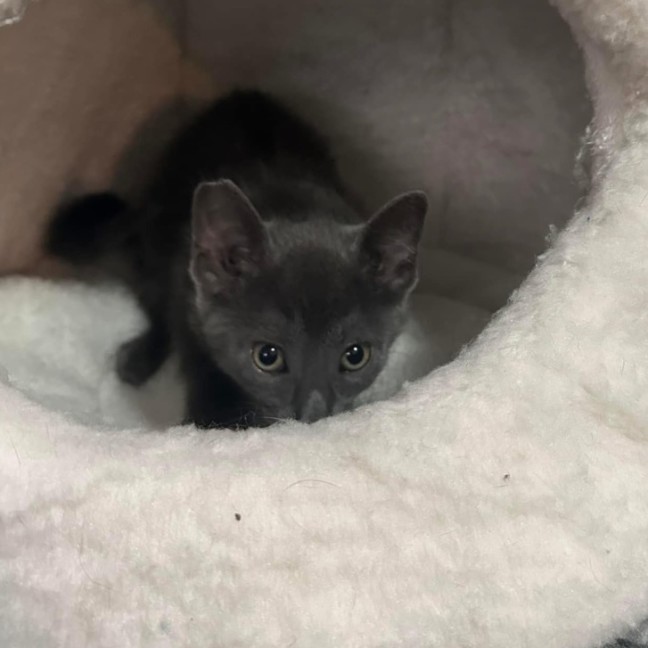 Photo of Snap Dragon