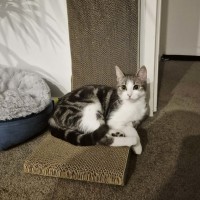 Photo of Lulu   Meet Me @ Petstock Prahran