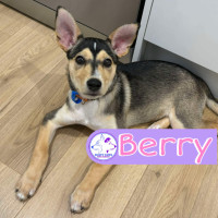 Photo of Berry