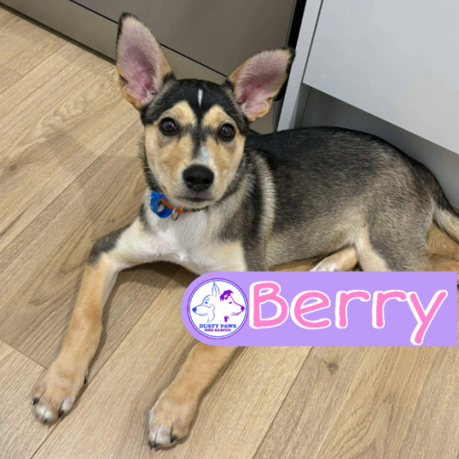 Photo of Berry