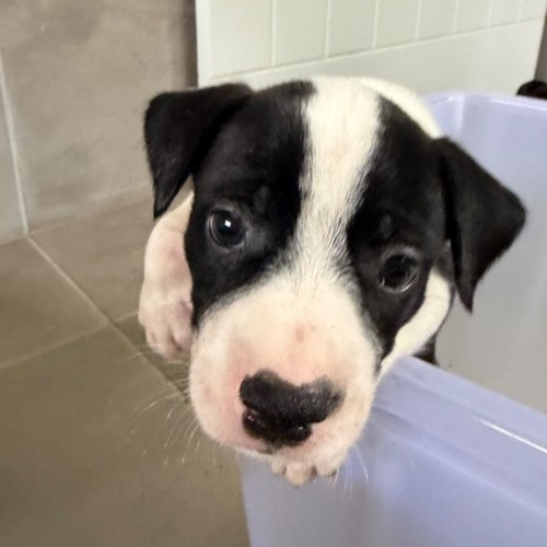 Fred - Bull Terrier Dog