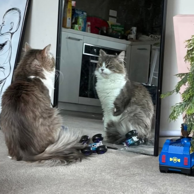 Photo of Oaken 😻 *9 Lives Project Rescue*