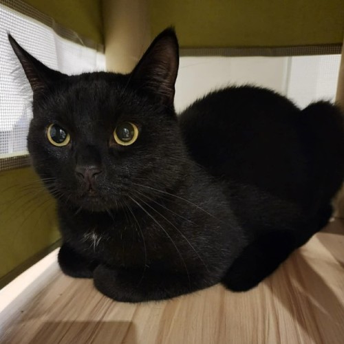 Louis - Domestic Short Hair (DSH) Cat