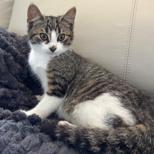 Winston - Domestic Short Hair (DSH) Cat