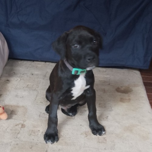 Tiny Dancer - Staffordshire Bull Terrier Dog