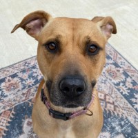 Photo of 🦊 Kiki 5733 🦊