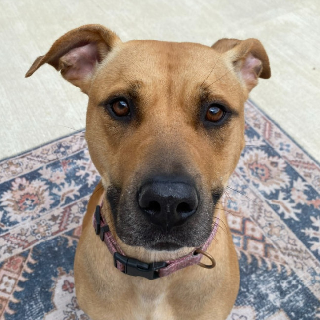 Photo of 🦊 Kiki 5733 🦊