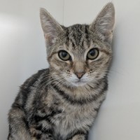 Photo of 🥪 Jaffle 6989 🥪