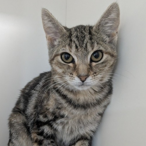 🥪 Jaffle 6989 🥪 - Domestic Short Hair (DSH) Cat