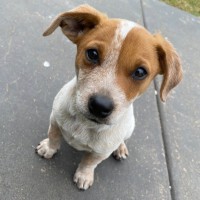 Photo of Bandit
