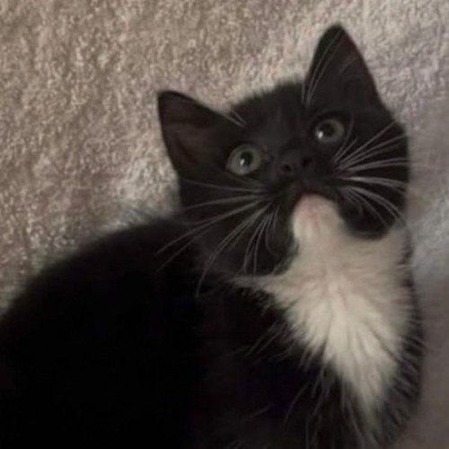 Max - Domestic Short Hair (DSH) Cat