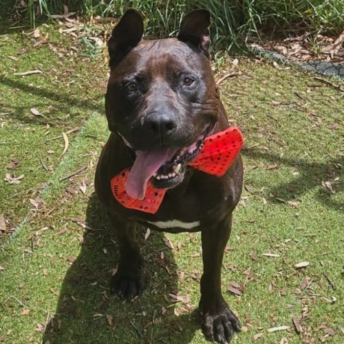 Azazal - American Staffordshire Terrier Dog