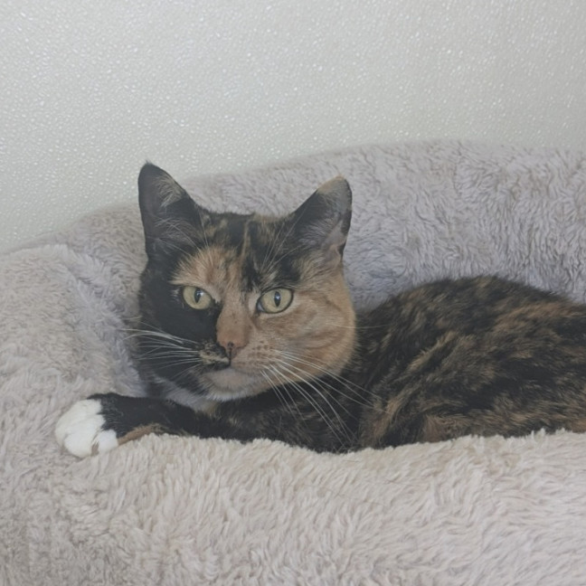 Photo of 🌖 Agatha 6518 🌖