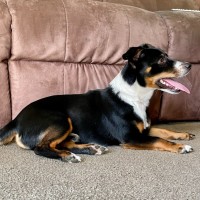 Photo of Kodi