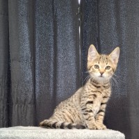 Photo of Brownie