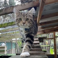 Photo of Loki
