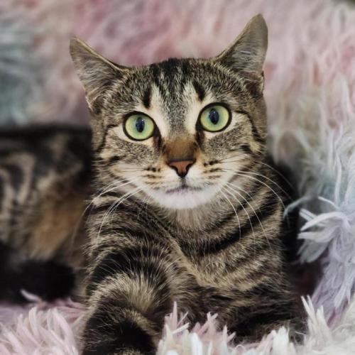 🚲 Betty Lou 6711 🚲 - Domestic Short Hair (DSH) Cat