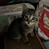 Photo of Griffin