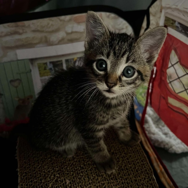 Photo of Griffin