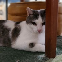Photo of Freddie ^^Dandy Cat Rescue^^