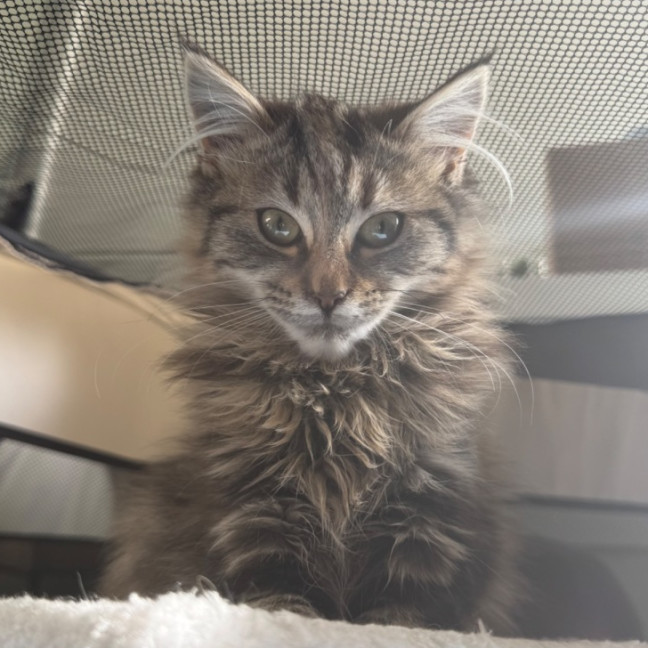 Photo of Prim