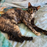 Photo of Rosie Apple