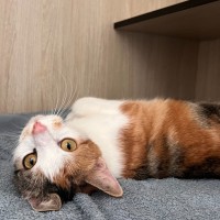 Photo of C1379 Lucky