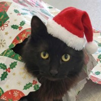 Photo of 🎲 Jeeves 6454 🎲