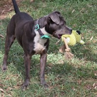 Photo of Bluebelle