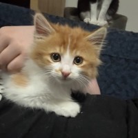 Photo of Eskel **2nd Chance Cat Rescue**