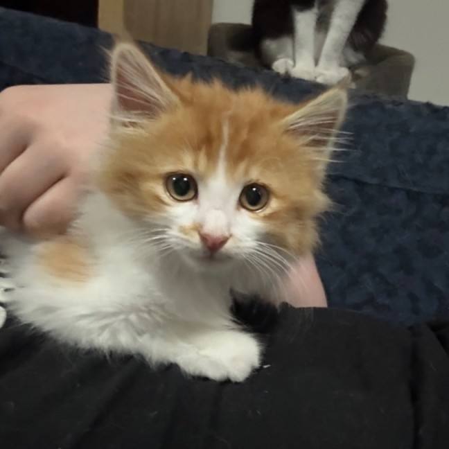 Photo of Eskel **2nd Chance Cat Rescue**