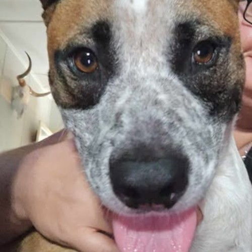 Buddy - Cattle Dog