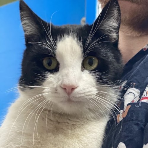 Frankie - Domestic Short Hair Cat