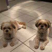 Photo of Chewy & Squiddley