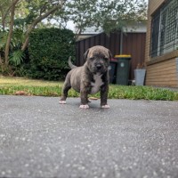 Photo of Nugget
