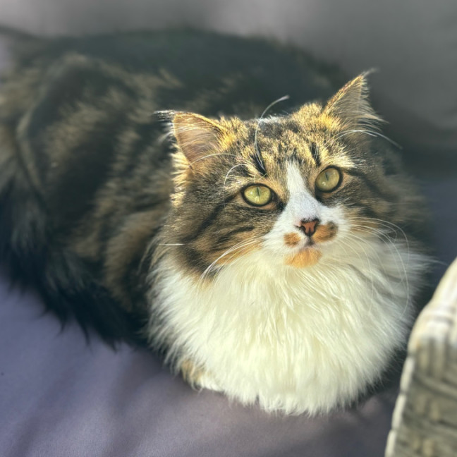 Photo of Neeko & Mira 💙🌷