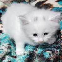 Photo of Aisha