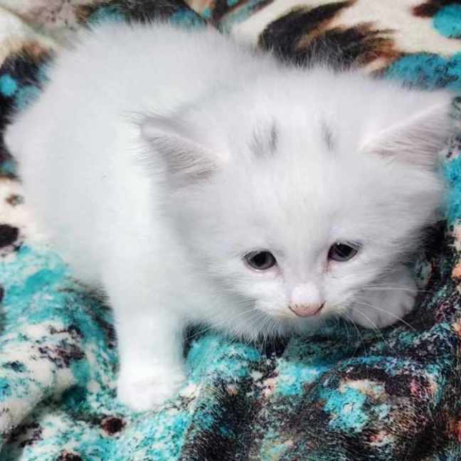 Photo of Aisha