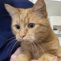 Photo of Mimosa