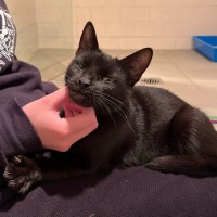 Photo of Mojo
